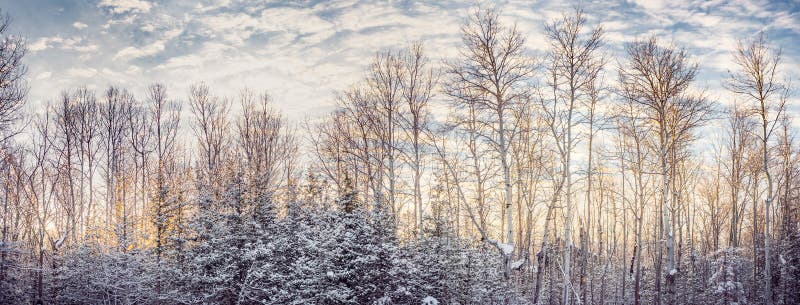 Lumière chaude d'aube un matin neigeux de pays photos stock Lumière chaude d'aube un matin neigeux de pays photos stock