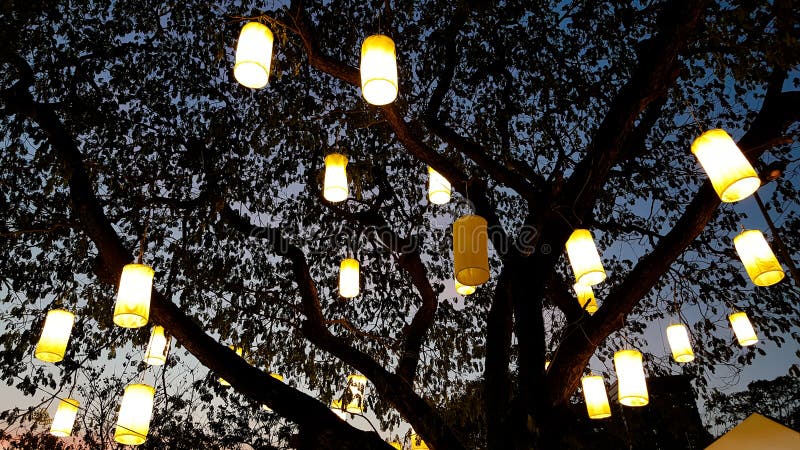 Lumi re Du Lampion  D corant Sur L arbre  La Nuit Image 