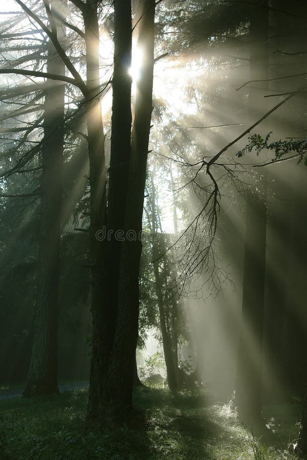 Light from sun in forest. Light from sun in forest