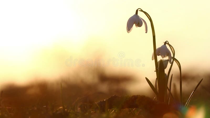 Lumière du soleil d'or sur la belle horticulture de ressort de perce-neige sauvage Beauté étonnante des fleurs sauvages en nature