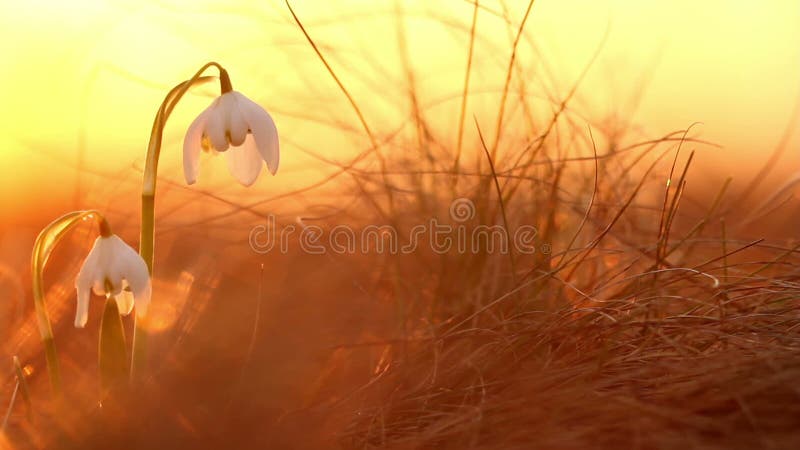 Lumière du soleil d'or sur la belle horticulture de ressort de perce-neige sauvage Beauté étonnante des fleurs sauvages en nature