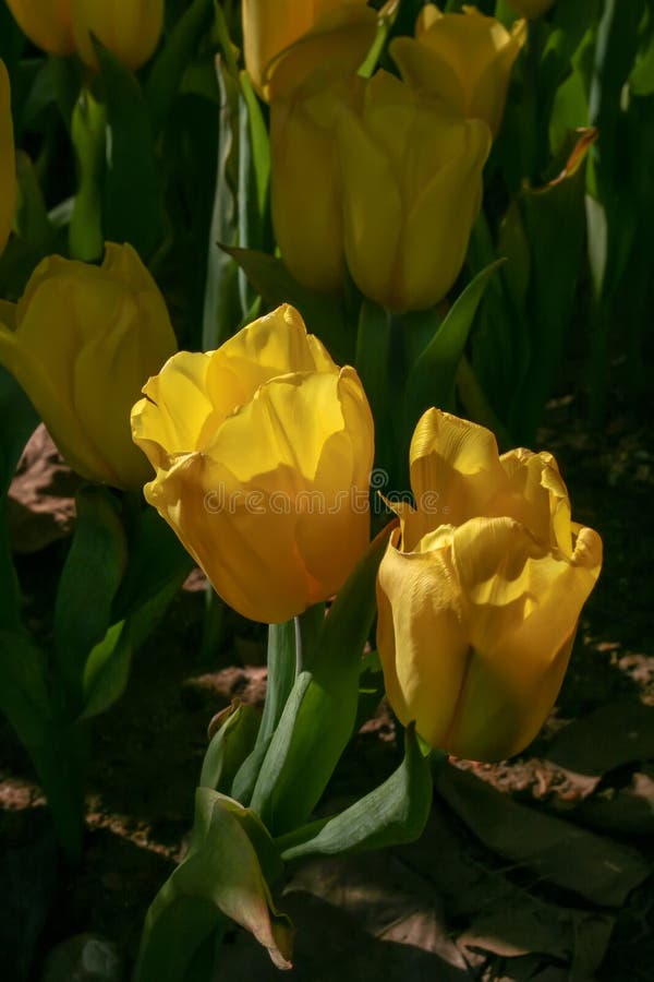 Lumière du soleil de tulipes pendant le matin Visionnement du beau et régénération image libre de droits Lumière du soleil de tulipes pendant le matin Visionnement du beau et régénération image libre de droits