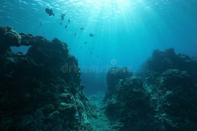 Lumière du soleil sous-marine de paysage marin de plancher de l'océan pacifique