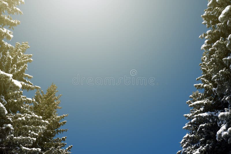 Lumière du soleil Sunbeam d'hiver et pins dans la forêt naturelle image libre de droits Lumière du soleil Sunbeam d'hiver et pins dans la forêt naturelle image libre de droits