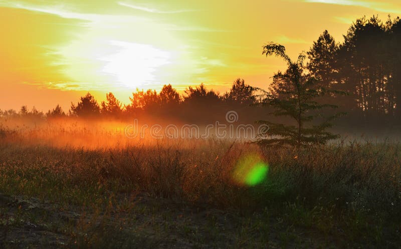 Lumière du soleil sur le pré, le ciel rouge, l'herbe et les arbres photos stock Lumière du soleil sur le pré, le ciel rouge, l'herbe et les arbres photos stock