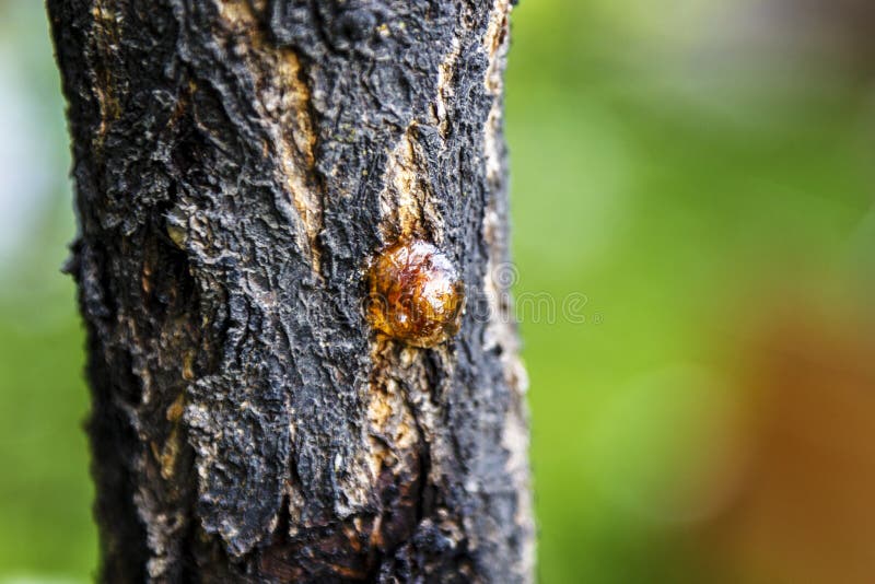 A lump of drying resin on a cherry tree