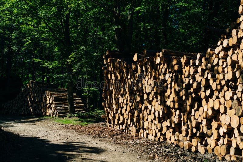 Lumträ. Sparade träd loggar nära bakgrundstexten. skogsskövling av ved arkivbilder