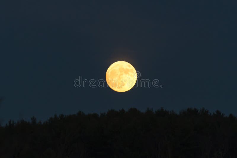 Luna de oro baja en el cielo oscuro apenas sobre la hilera de árboles imagen de archivo Luna de oro baja en el cielo oscuro apenas sobre la hilera de árboles imagen de archivo