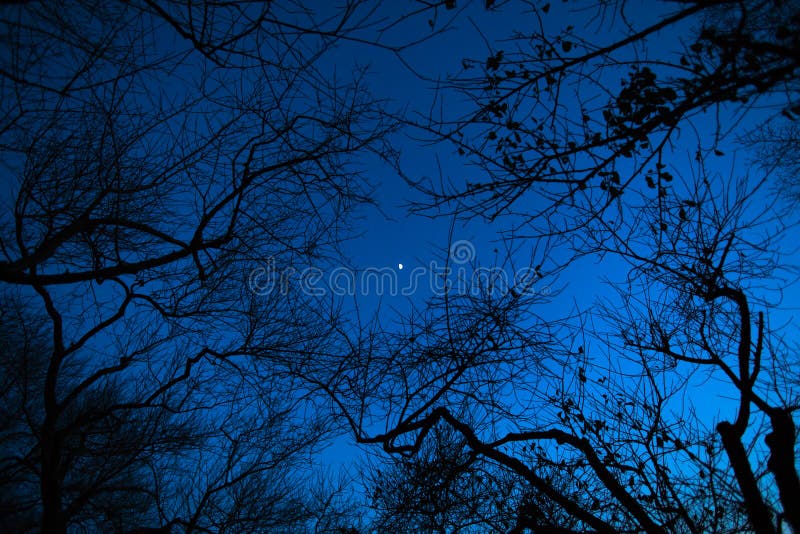 Luna di notte attraverso i rami degli alberi fotografia stock Luna di notte attraverso i rami degli alberi fotografia stock