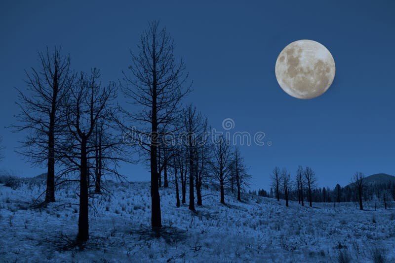 Moon and Trees in the Sierra Mountains. Moon and Trees in the Sierra Mountains