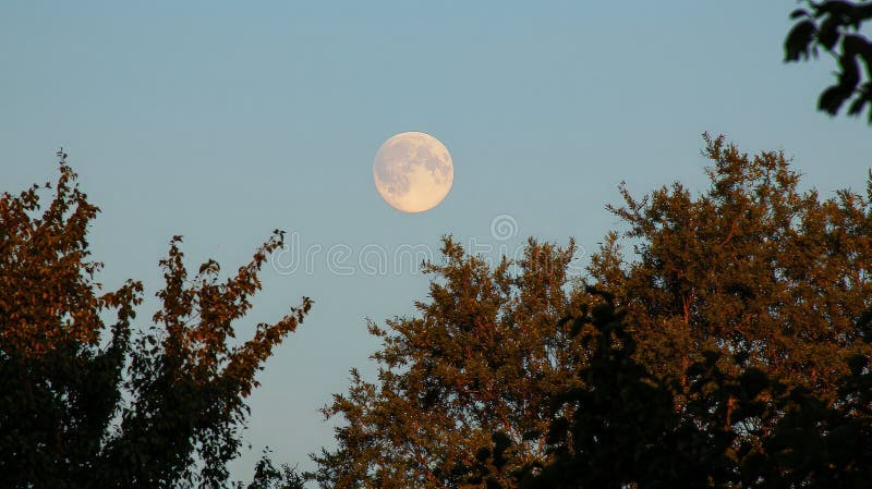 Luna llena elevándose sobre los árboles al atardecer fotografía de archivo