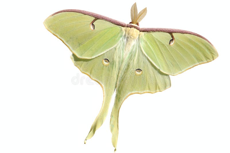 1,318 Moth Protection Stock Photos - Free & Royalty-Free Stock Photos from  Dreamstime