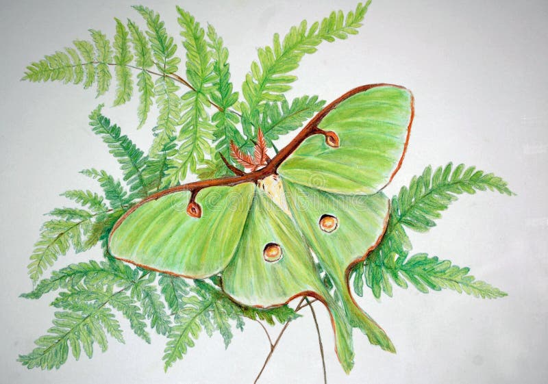 A Luna Moth on a fern bouquet in colored pencil, Luna moths are the largest Saturniid moth in North America Beautiful lime green wings are sometimes 4.5 inches wide, Host plants are Birch, Hornbeam, Hickory , Walnut, and Sycamore trees depending on the area. A Luna Moth on a fern bouquet in colored pencil, Luna moths are the largest Saturniid moth in North America Beautiful lime green wings are sometimes 4.5 inches wide, Host plants are Birch, Hornbeam, Hickory , Walnut, and Sycamore trees depending on the area.
