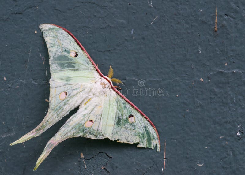 Luna moth injury