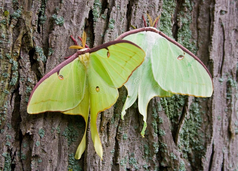 Two luna moths together on a tree