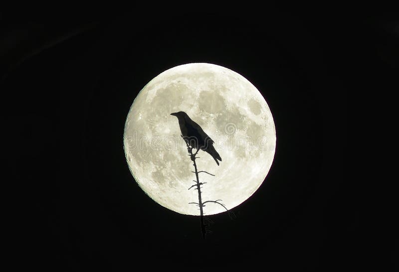Luna piena fotografia stock libera da diritti Luna piena fotografia stock libera da diritti