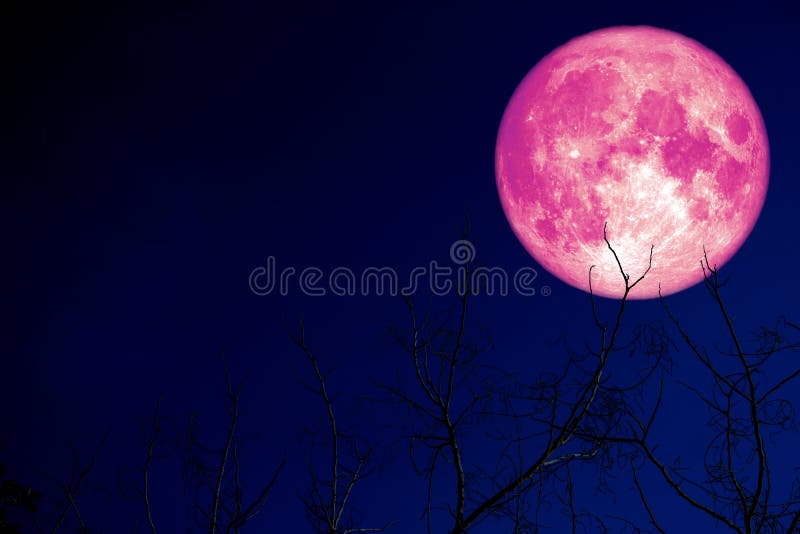 Luna Rosa Eccellente Dell uovo Indietro Sulla Pianta E Sugli Alberi luna-rosa-eccellente-dell-uovo-indietro-sulla-pianta-e-sugli-alberi