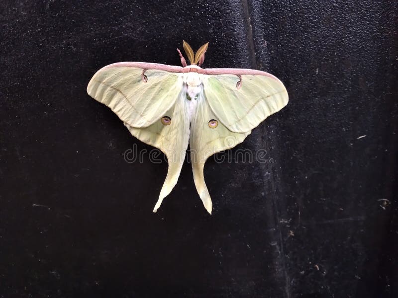 Lunar moth baby stock photo. Image of moths, moth, baby 227037194