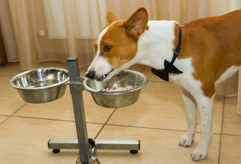 Lunch time of cute dog stock photo. Image of portrait 37714736