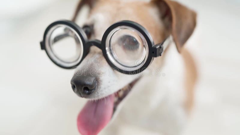 Lunettes de chien adorable. clips vidéos