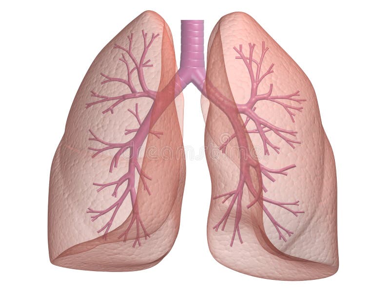 Tridimensional fusionado ilustraciones de hombre pulmones.