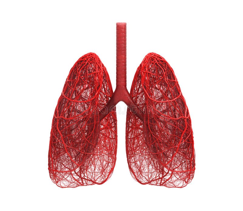 lung 3d red blood veins and capillary structure tangled on white background. abstract physiology and medical involve respiratory.