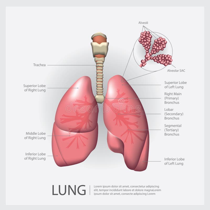 Lung with Detail stock illustration