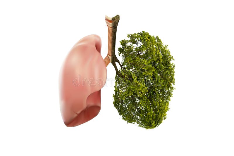 Lung green tree-shaped images, medical concepts, autopsy, 3D display and animals as an element royalty free stock image