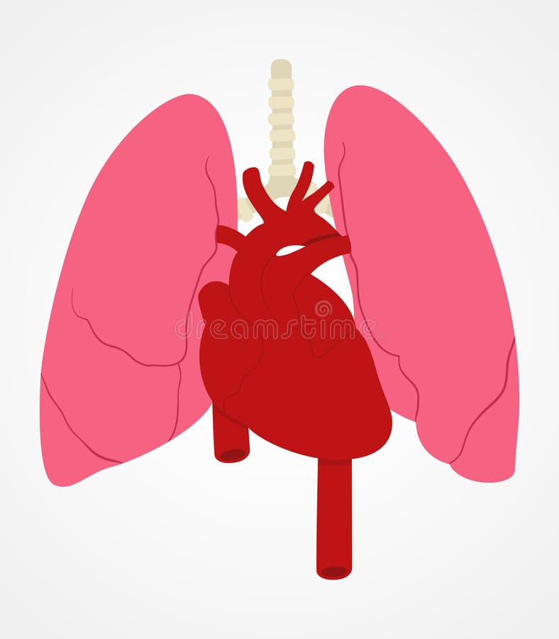 Lung and heart stock vector. Illustration of organs, symbol - 96792860
