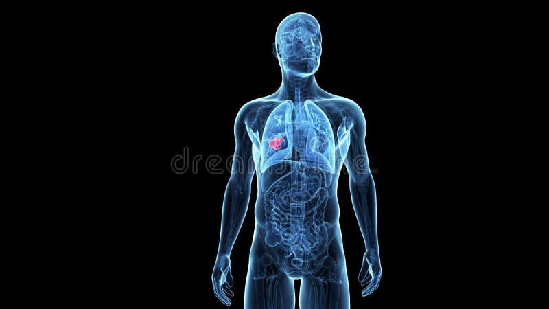 Male anatomy - Human Lungs stock footage. Video of rotation - 35719170