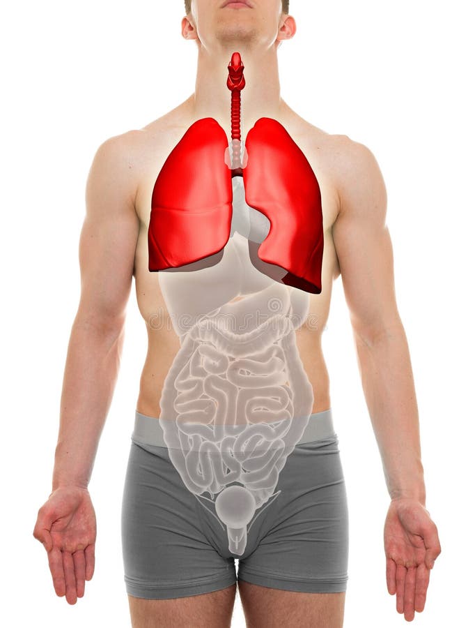 Lunge-Mann - Anatomie der inneren Organe - Illustration 3D