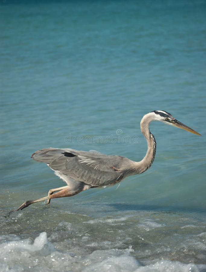 Lunging Great Blue Heron on a Gulf Coast Beach