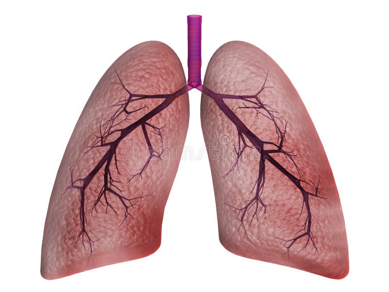 Lungs vector illustration