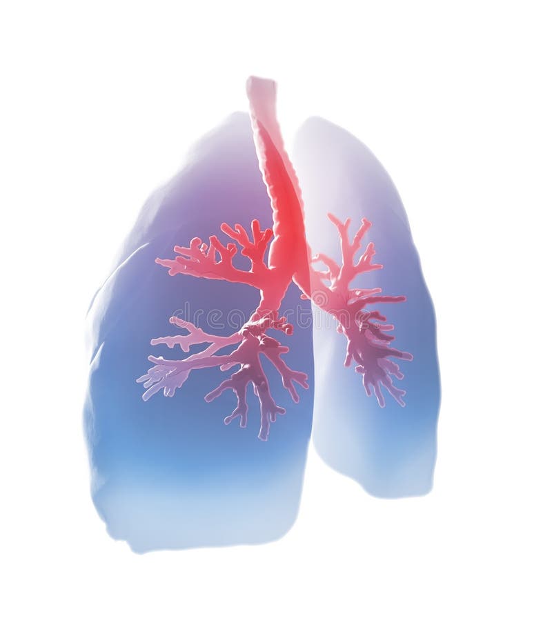 Lungs and bronchi vector illustration