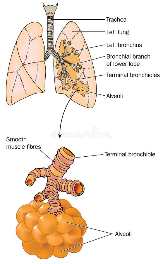 Drawing of the lungs, showing trachea, bronchi, bronchioles and alveoli. Created in Adobe Illustrator. EPS 10. Drawing of the lungs, showing trachea, bronchi, bronchioles and alveoli. Created in Adobe Illustrator. EPS 10.