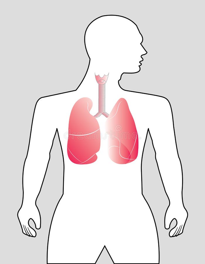 Human lungs on gray background