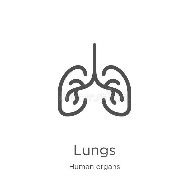 lungs icon vector from human organs collection. Thin line lungs outline icon vector illustration. Outline, thin line lungs icon stock illustration lungs icon vector from human organs collection. Thin line lungs outline icon vector illustration. Outline, thin line lungs icon stock illustration