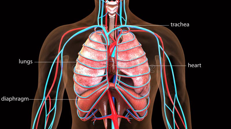 3d Illustration of Human Body Lungs Anatomy Stock Illustration ... Biology Diagrams