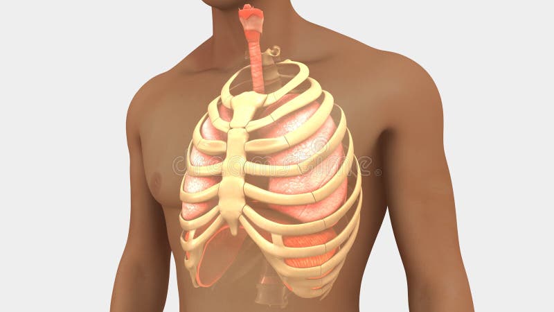 Lungs and Rib Cage stock illustration. Illustration of ...