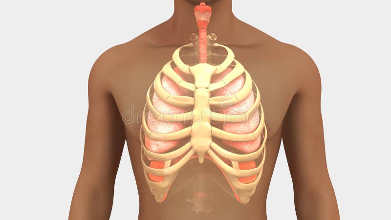 Lungs And Rib Cage Posterior View Stock Illustration - Illustration of bronchi, pleura: 101914170