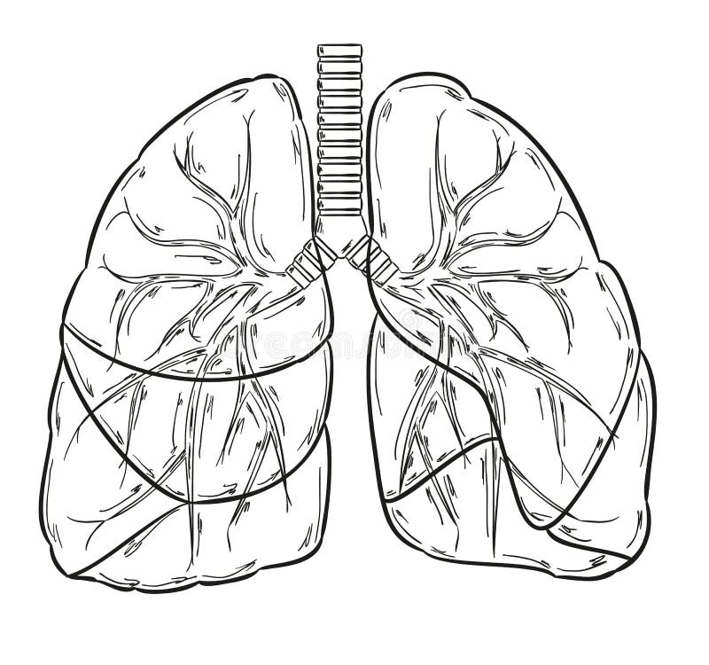 Sketch of the lungs on white background. Sketch of the lungs on white background
