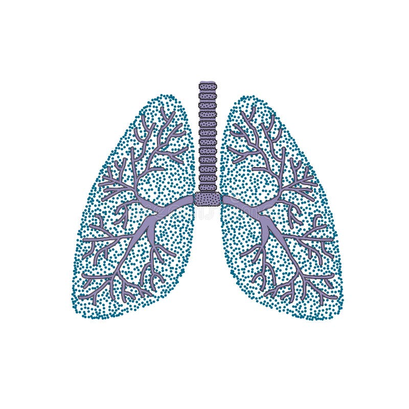 Lungs. The structure of the human lung. Vector illustration on isolated background royalty free illustration