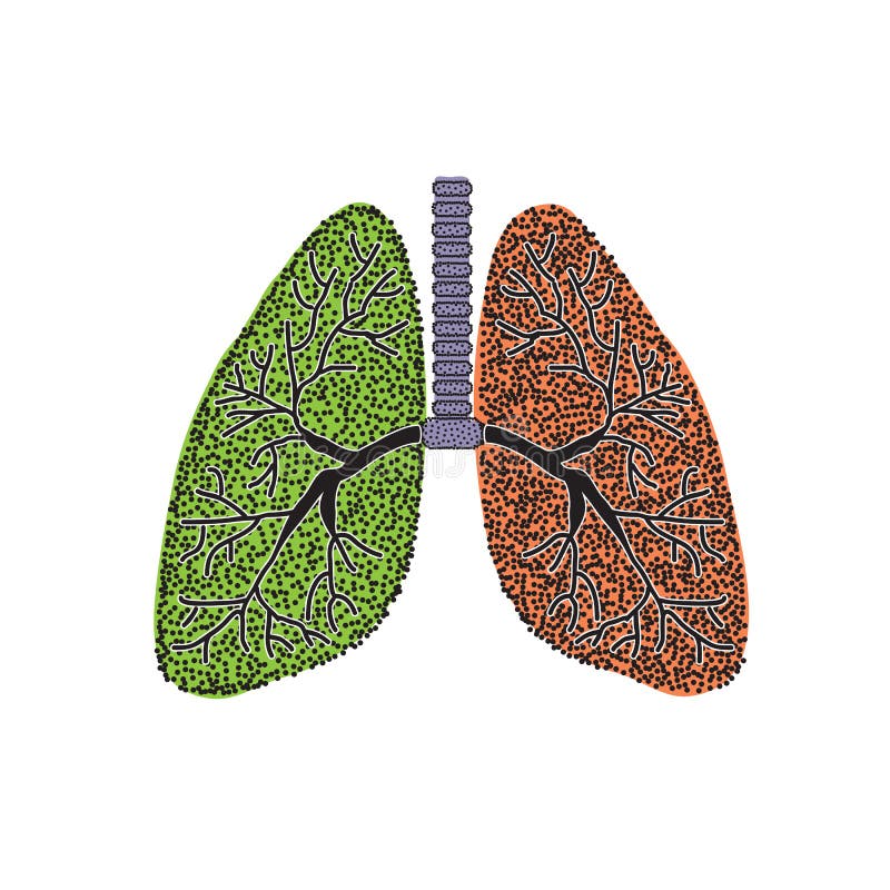 Lungs. The structure of the human lung. Vector illustration on isolated background vector illustration