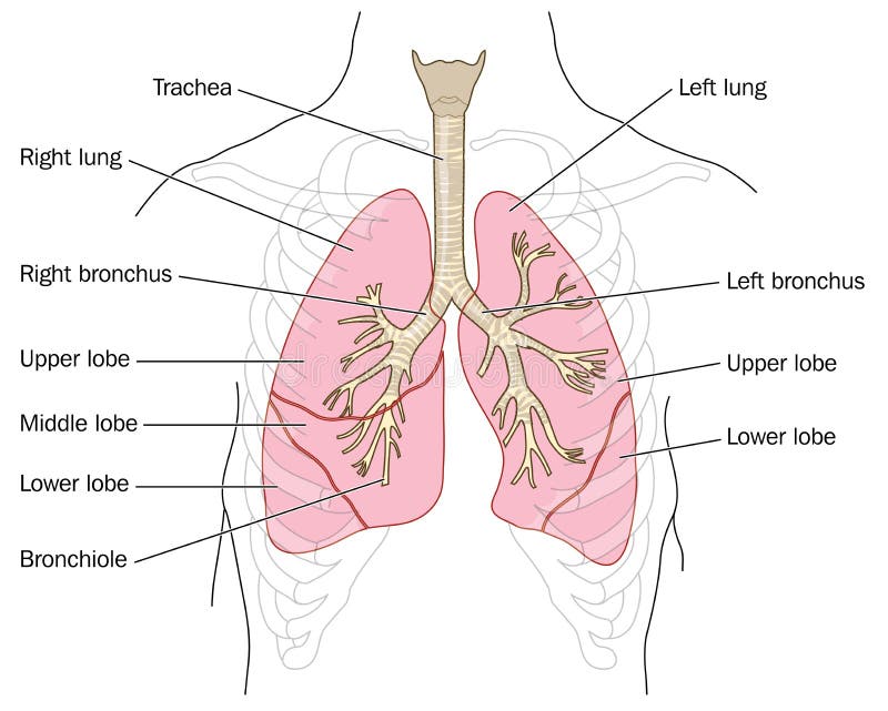 Drawing of the lungs, the trachea, bronchi and bronchioles in the chest cavity. Created in Adobe Illustrator. Contains transparencies. EPS 10. Drawing of the lungs, the trachea, bronchi and bronchioles in the chest cavity. Created in Adobe Illustrator. Contains transparencies. EPS 10.