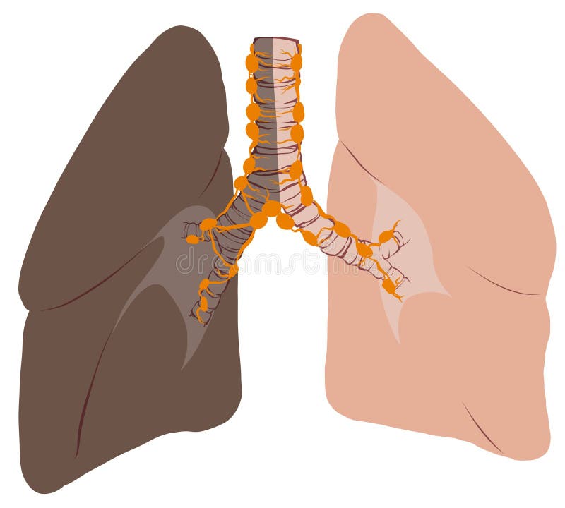 Lungs and Trachea Lymph Nodes Stock Image Illustration of health