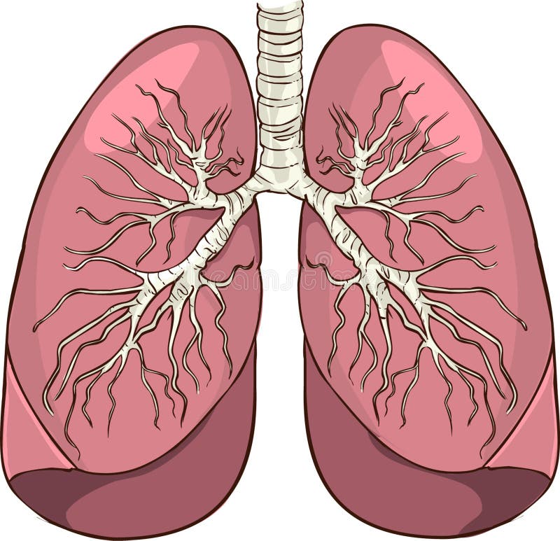 vector colorful illustration of medical lungs