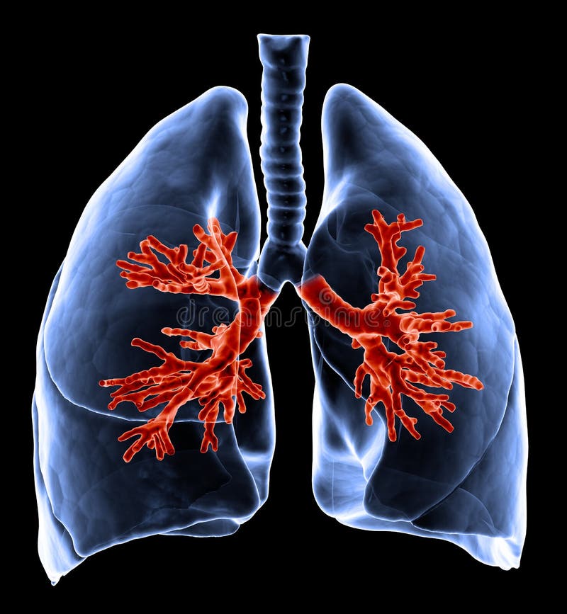 3D medical illustration - lungs with visible bronchi