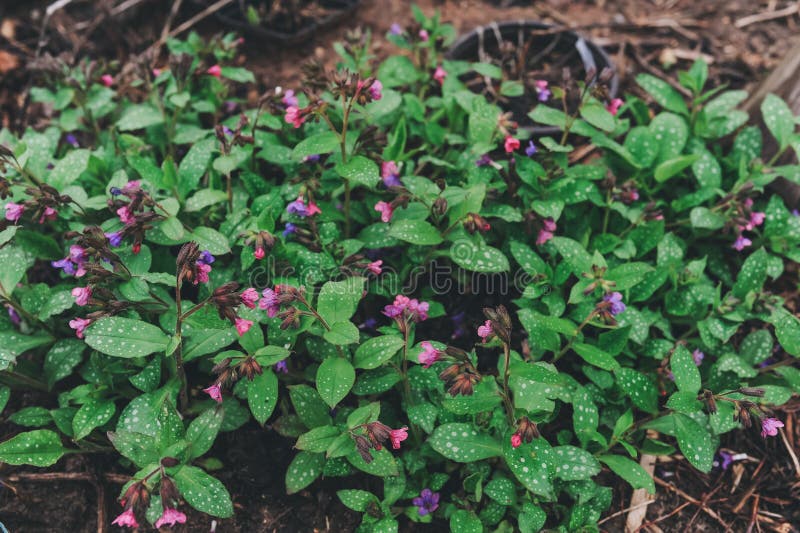 Lungwort ou élevage pulmonaire dans le jardin en premier ressort Herbe médicinale utile pour l'homéopathie photographie stock Lungwort ou élevage pulmonaire dans le jardin en premier ressort Herbe médicinale utile pour l'homéopathie photographie stock