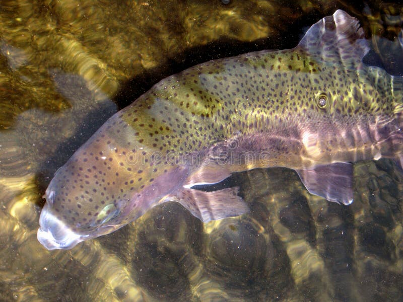 Photo of huge rainbow trout in the 5-7 lb range at a Maryland fish hatchery. For most anglers this is a once in a lifetime catch. This fish will be stocked in a Maryland stream someday and surprise a very lucky fishermen. Photo of huge rainbow trout in the 5-7 lb range at a Maryland fish hatchery. For most anglers this is a once in a lifetime catch. This fish will be stocked in a Maryland stream someday and surprise a very lucky fishermen.