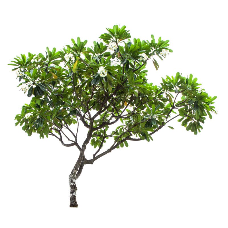 Luntom, árvore do Plumeria com flores imagens de stock Luntom, árvore do Plumeria com flores imagens de stock
